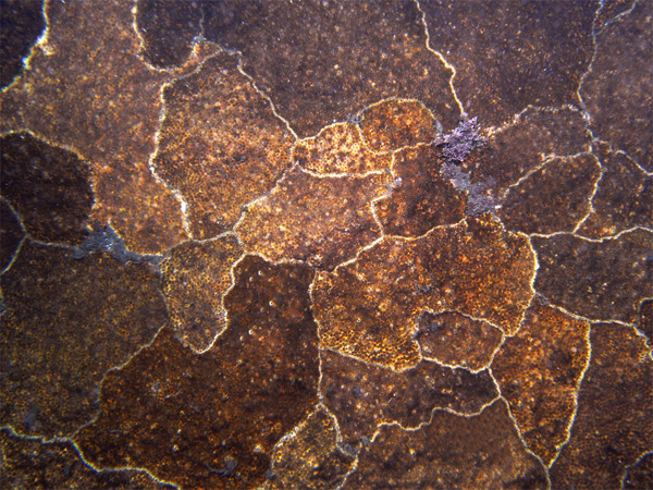 http://www.drosophila.es/wp-content/uploads/2015/01/Oculina-patagonica.jpg