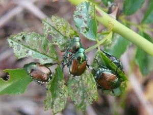 Ejemplares adultos de Popillia japonica alimentándose de las hojas de una planta. Ejemplares adultos de Popillia japonica alimentándose de las hojas de una planta.