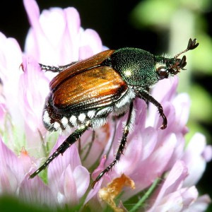 Popillia japonica es un escarabajo de apenas 15 milímetros que se ha convertido en un gran problema en EEUU. Popillia japonica es un escarabajo de apenas 15 milímetros que se ha convertido en un gran problema en EEUU.