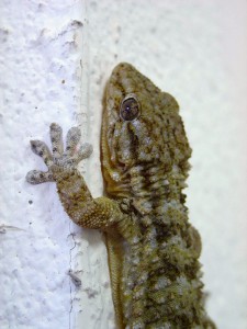 Foto Tarentola mauritanica.