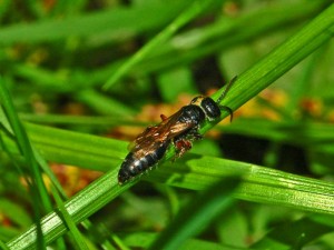 Algunas especies de avispas parásitas, como las del género Tiphia, han sido usadas como control biológico de plagas.