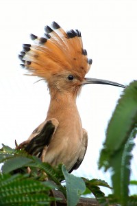 Foto wikipedia de Upupa epops. Foto wikipedia de Upupa epops.