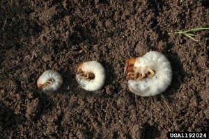 Larvas de Popillia japonica en diferentes estados de crecimiento. Larvas de Popillia japonica en diferentes estados de crecimiento.