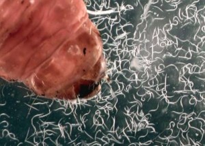 Entre los nematodos podemos encontrar especies que atacan a las larvas de Popillia japonica. Crédito: Byron Adams/BYU. Entre los nematodos podemos encontrar especies que atacan a las larvas de Popillia japonica. Crédito: Byron Adams/BYU.