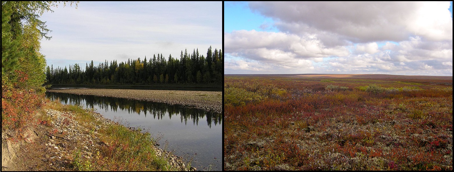 Taiga y Tundra en Rusia