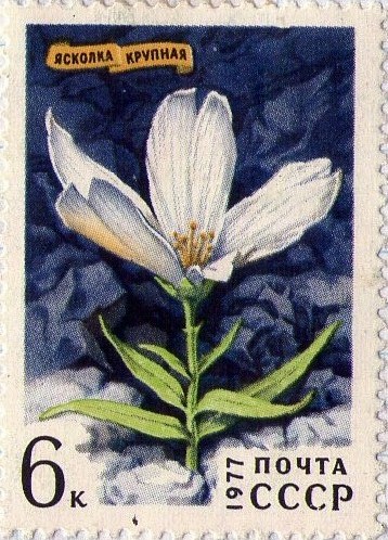Cerastium maximum