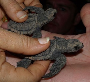 Caretta carreta. Crías de tortuga boba