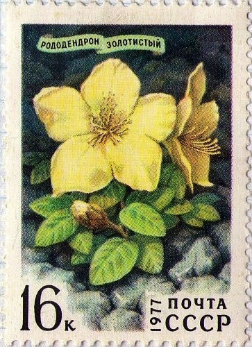 Rhododendron aureum