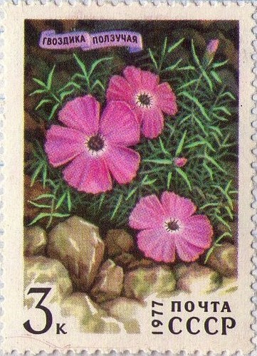 Dianthus repens