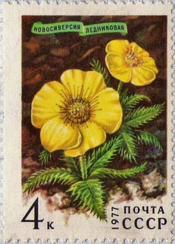 Geum glaciale