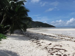 Algunas playas de arenas blancas se formaron gracias a la acción de los peces loro.