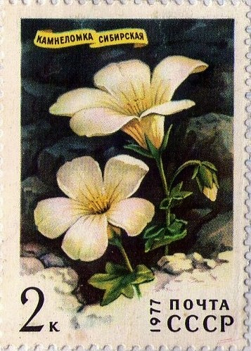 Saxifraga sibirica