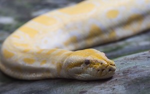 Python molurus