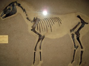 Fósil de tarpán que puede visitarse en el Museo Zoológico de Copenhague. Fue descubierto cerca de la localidad de Odense, perteneciente a la isla de Fionia. El fósil tiene una antigüedad estimada de 9.100 años.