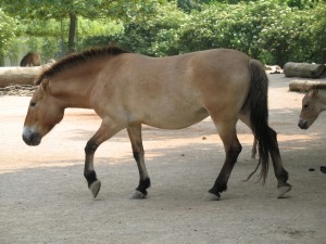 El caballo de Przewalski o caballo salvaje mongol es la única subespecie de caballo salvaje que se conoce hasta la fecha. A diferencia de los mustangs norteamericanos no se han asilvestrado a partir de ejemplares domésticos. Su estado actual es de amenaza (EN según la UICN), estimándose una población mundial de 1000 ejemplares.