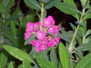 Con plantas de la familia Ericaceae, como Kalmia angustifolia, se puede producir una miel tóxica.
