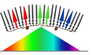 Distribución de conos y bastones en la retina.