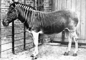 Única fotografía tomada de una quagga. Zoológico de Londres. Esta fotografía, realizada en 1870, pertenece a la Biodiversity Heritage Library.