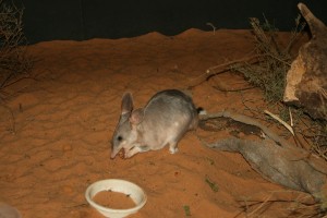 Bilby. Ejemplar del Zoo Monarto (Australia). Obsérvese su parecido morfológico con el bandicoot de pie de cerdo.