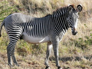 Cebra de Grevy (Equus grevyi) en Kenya. La IUCN la cataloga como especie en peligro de extinción (EN). Cebra de Grevy (Equus grevyi) en Kenya. La IUCN la cataloga como especie en peligro de extinción (EN)