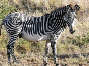 Cebra de Grevy (Equus grevyi) en Kenya. La IUCN la cataloga como especie en peligro de extinción (EN)