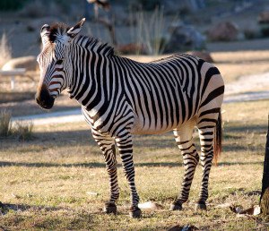 Cebra de montaña (Equus zebra). La UICN considera que está amenazada, otorgándole la calificación de vulnerable (VU)