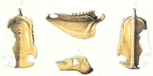 Detalles del esternón y los huesos mandibulares extraídos de la cotorra de Rodrigues por Newton