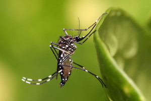 Mosquito de la especie Aedes aegypti