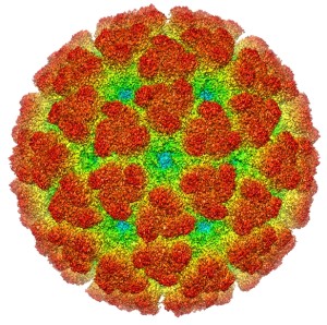 Reconstrucción por criomicroscopía electrónica del virus del chigunkunya.