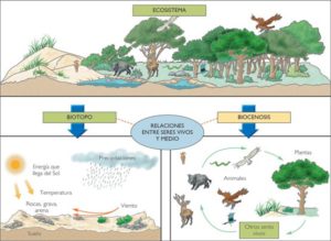 Diagrama esquemático de un ecosistema tipo que puede encontrarse en cualquier libro de texto. El ecosistema es la resultante de la interacción entre biotopo (condiciones ambientales y factores abióticos) y la biocenosis (los organismos que viven, se reproducen e interactúan con el biotopo).