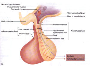 La adenohipófisis se corresponde con el lóbulo anterior de la glándula hipofisaria. En ella se han identificado 5 tipos celulares: células somatotropas, mamótropas, corticotropas, gonadotropas y tirotropas. Cada uno de estos tipos de células se encarga de liberar diferentes hormonas.