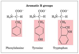 Esquema 2: Aminoácidos aromáticos