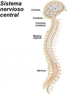 Esquema del Sistema Nervioso Central humano donde se detallan las distintas zonas que se pueden diferenciar.