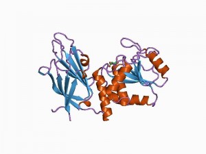 Estructura de la proteína fosfatidilinositol-3,4,5-trifosfato-3-fosfatas.a