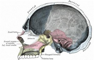 Esquema del cráneo humano donde aparecen representadas las diferentes zonas del mismo.