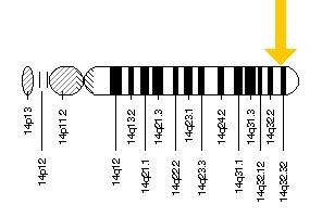 Gen AKT1, localizado en el brazo largo del cromosoma 14, sito en la posición 32.32. Más concretamente, el gen se halla entre los 104769348 pb y los 104795742 pb.