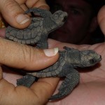 La playa de los cristales (Asturias) - Boletin drosophila