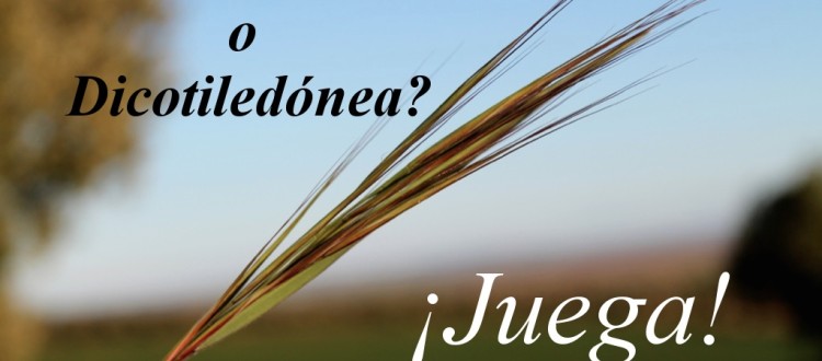 juego monodico