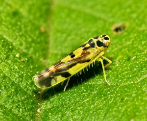 Xylella fastidiosa se sirve de insectos como los cicadélidos para transmitirse entre plantas.