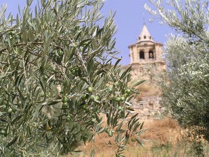 Se teme que la llegada de Xylella fastidiosa a Europa pueda afectar a los viñedos y olivares.