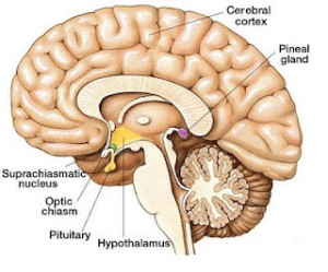 Localización pituitaria en el cererbro