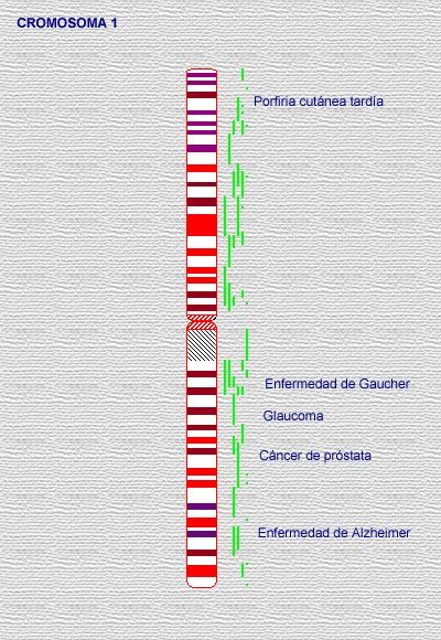 Esquema de los genes del cromosoma 1, y señaladas sus enfermedades más destacadas. Esquema de los genes del cromosoma 1.