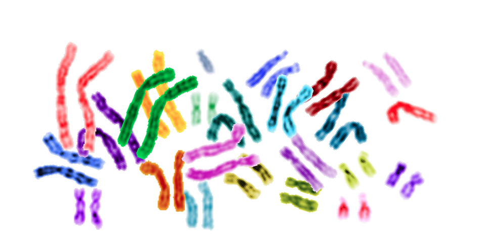 Cariotipo humano coloreado para ver si hay alguna alteración cromosómica Cariotipo humano coloreado para ver alteraciones cromosómicas