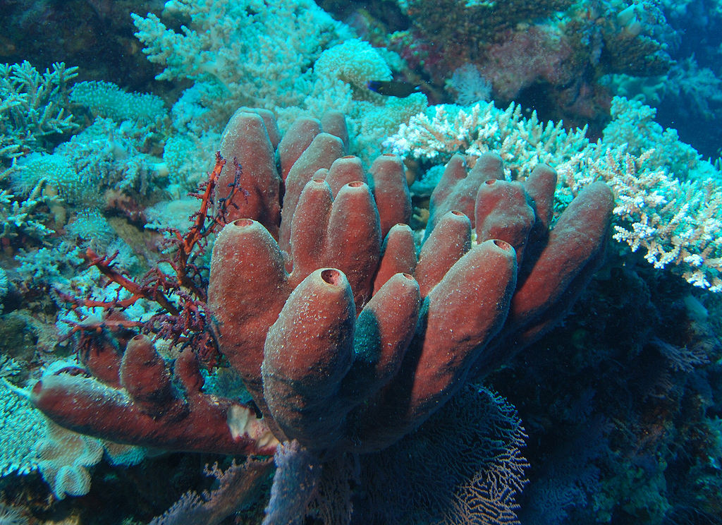 Esponja de mar, ejemplo de reproducción por gemación foto por Albert Kok 