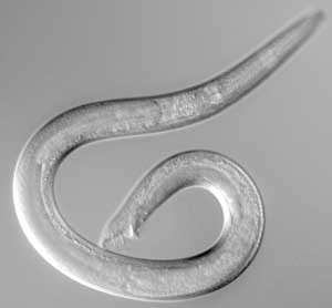 El nematodo Caenorhabditis elegans es quizás el modelo más importante en Biología, especialmente en estudios relacionados con la genética del desarrollo.