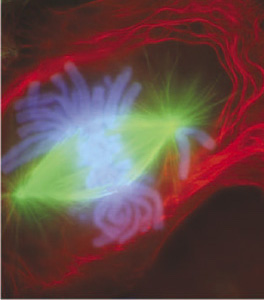 Anafase temprana al microscopio de fluorescencia