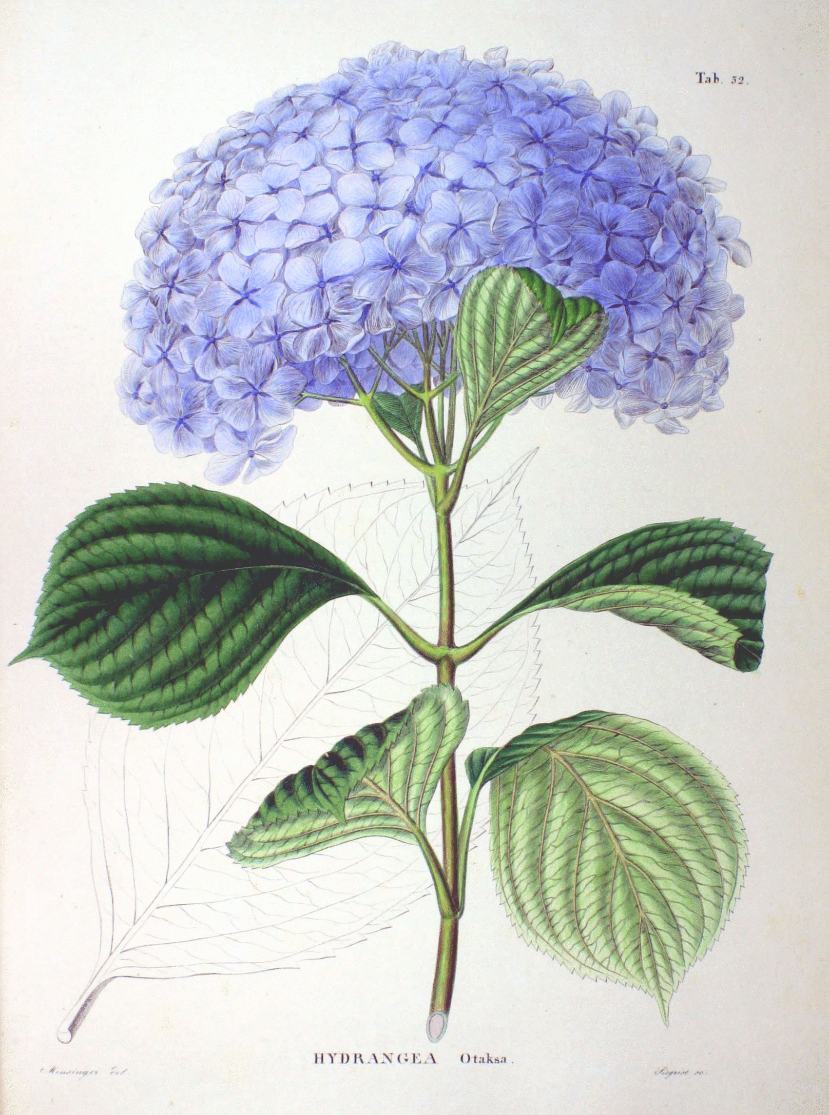 Hortensia: Una droga muy peligrosa - Hidden Nature