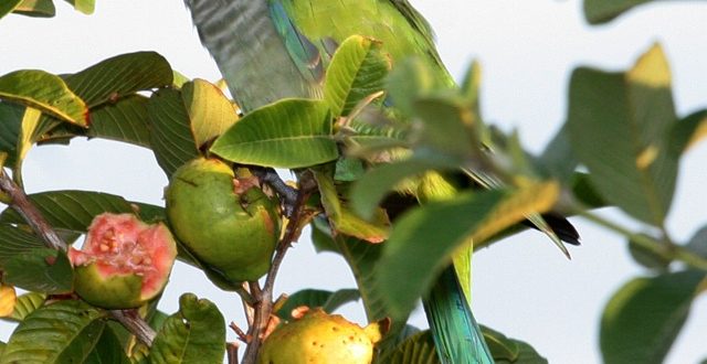 Cotorra argentina comiendo fruta.
