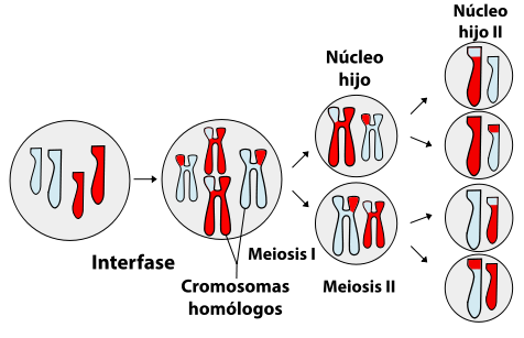 Esquema general de la Meiosis