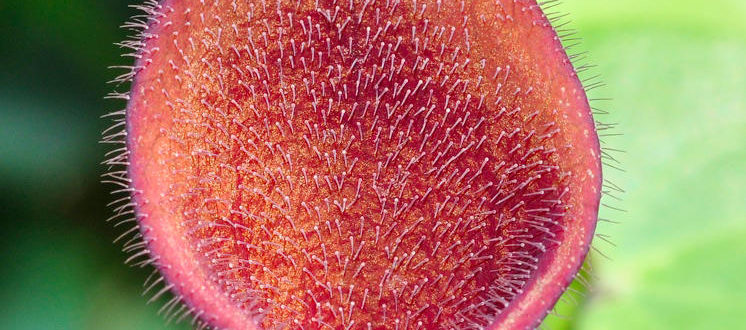 Aristolochia baetica L.